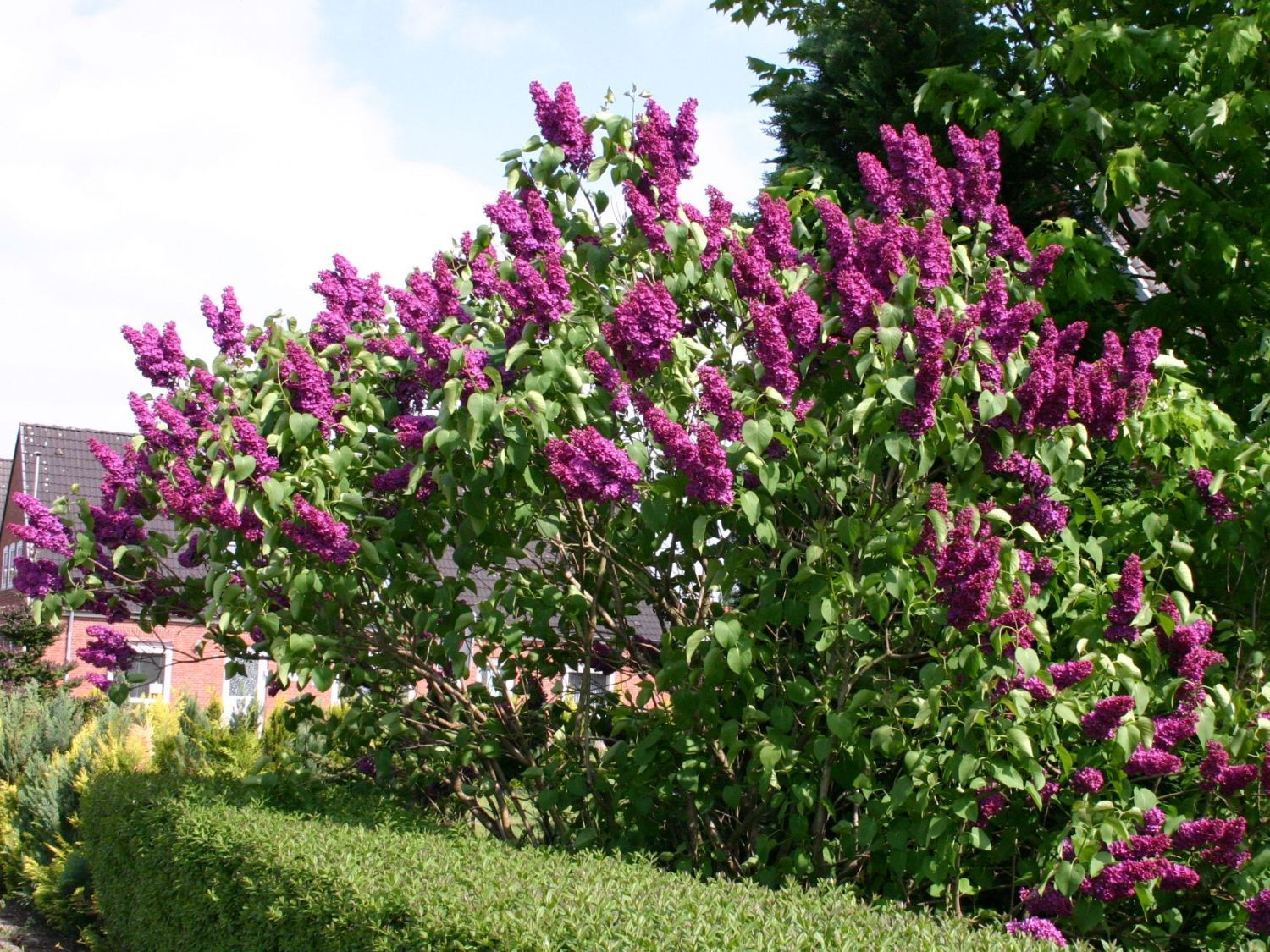 Liliac Andenken An Ludwig Spath Arbust Ornamental Cu Flori Grupate In Buchete Conice Mov